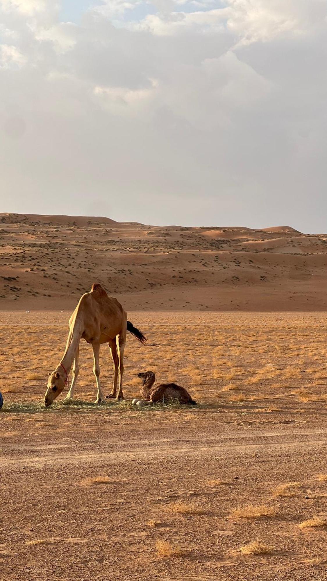 Adventurer Camp Hotell Al Wāşil Eksteriør bilde